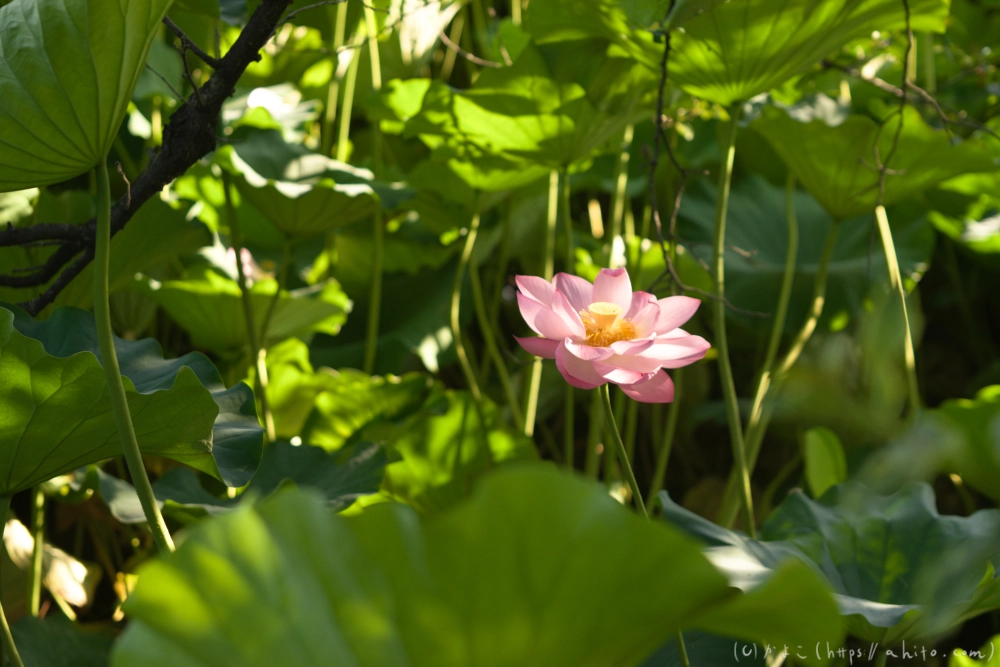 不忍池の蓮 - 27