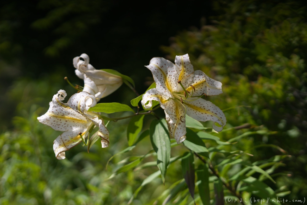 入笠山の夏の花と虫・１ - 01