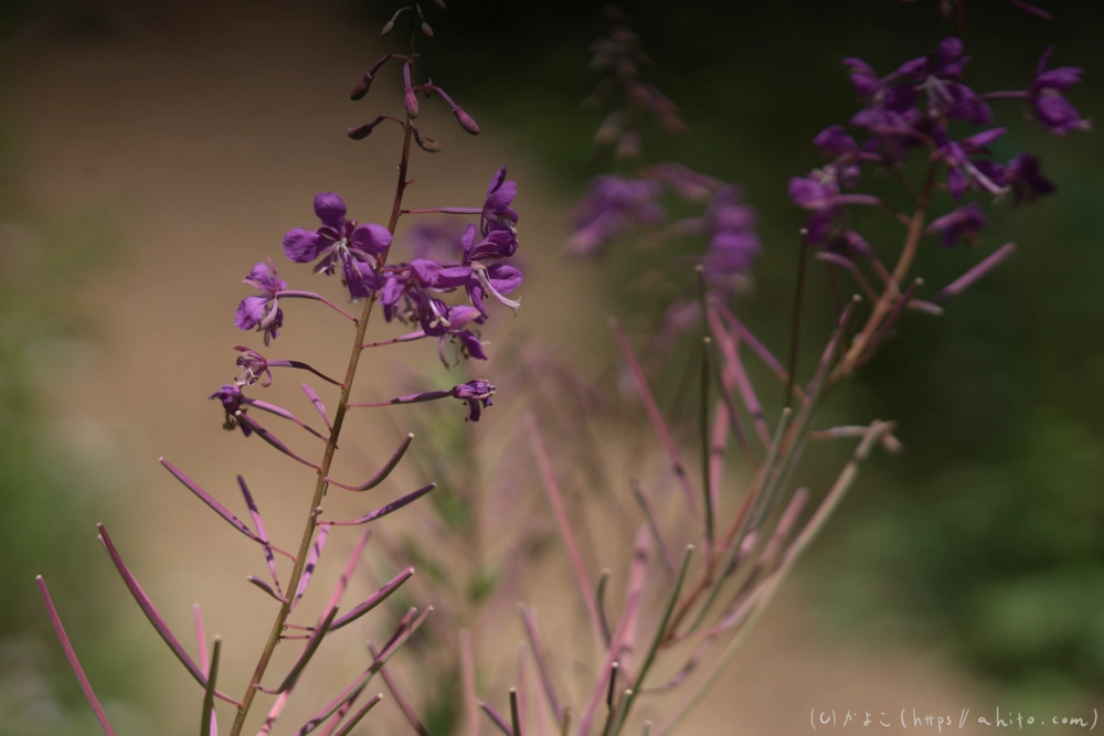 入笠山の夏の花と虫・１ - 02