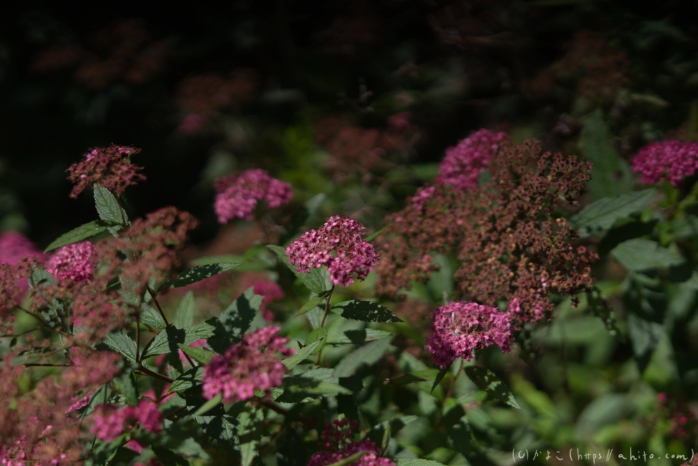 入笠山の夏の花と虫・１ - 03