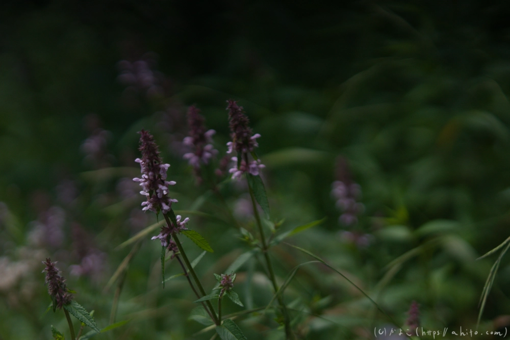 入笠山の夏の花と虫・１ - 04