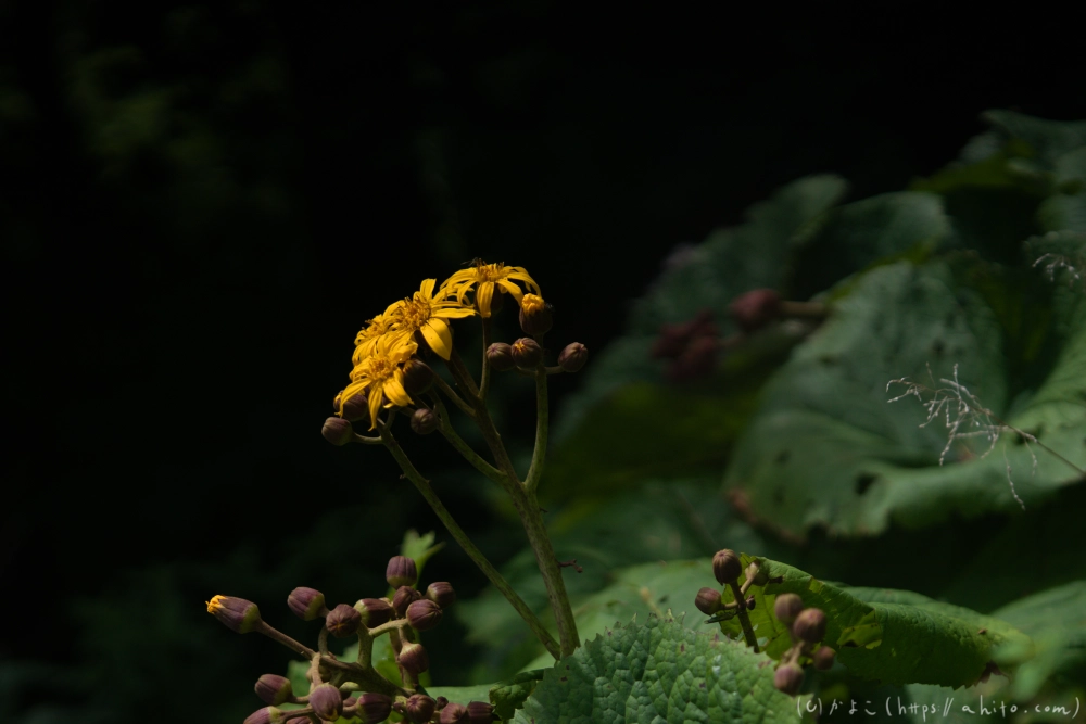 入笠山の夏の花と虫・１ - 05