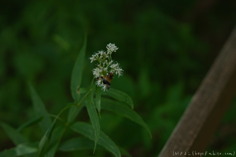入笠山の夏の花と虫・１ - 06