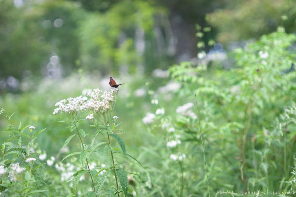 入笠山の夏の花と虫・１ - 07