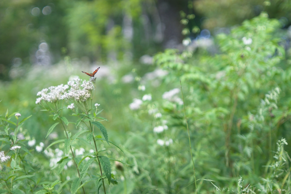 入笠山の夏の花と虫・１ - 08