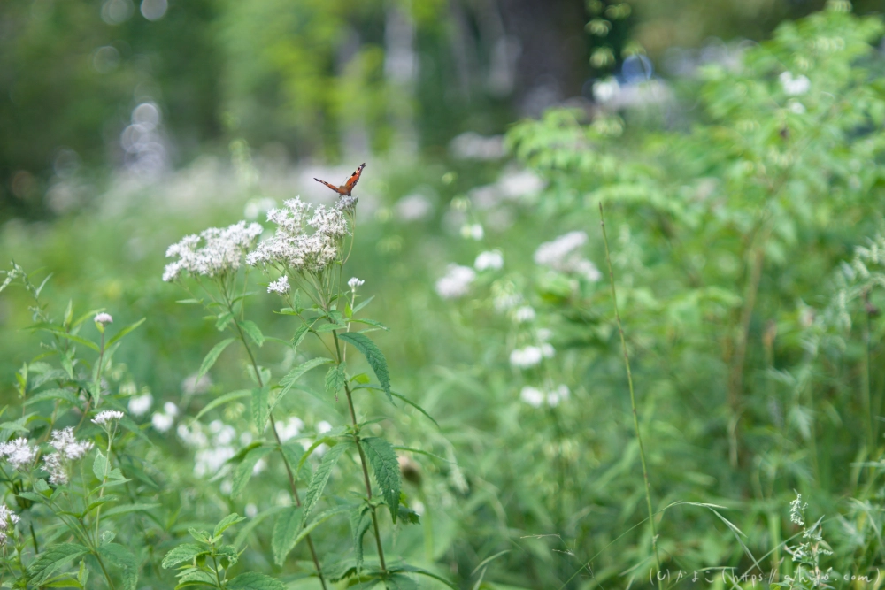 入笠山の夏の花と虫・１ - 09