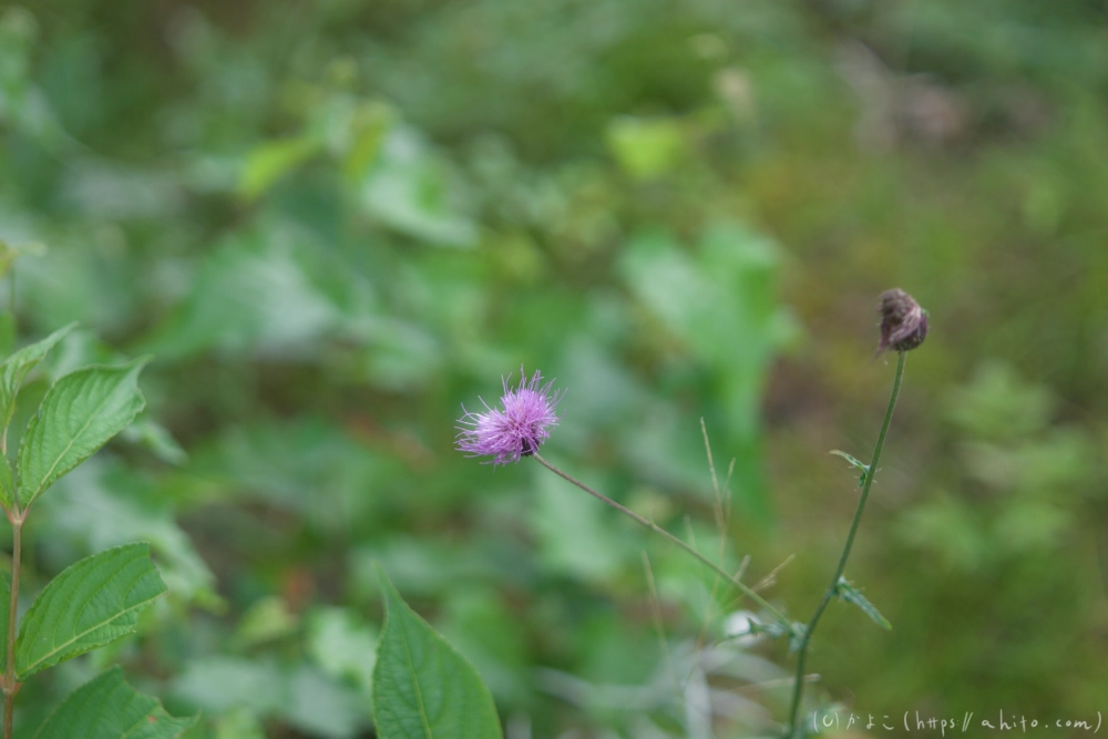 入笠山の夏の花と虫・１ - 10