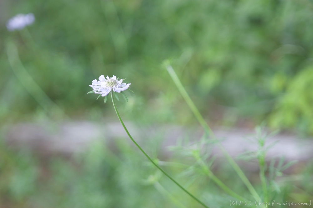 入笠山の夏の花と虫・１ - 11