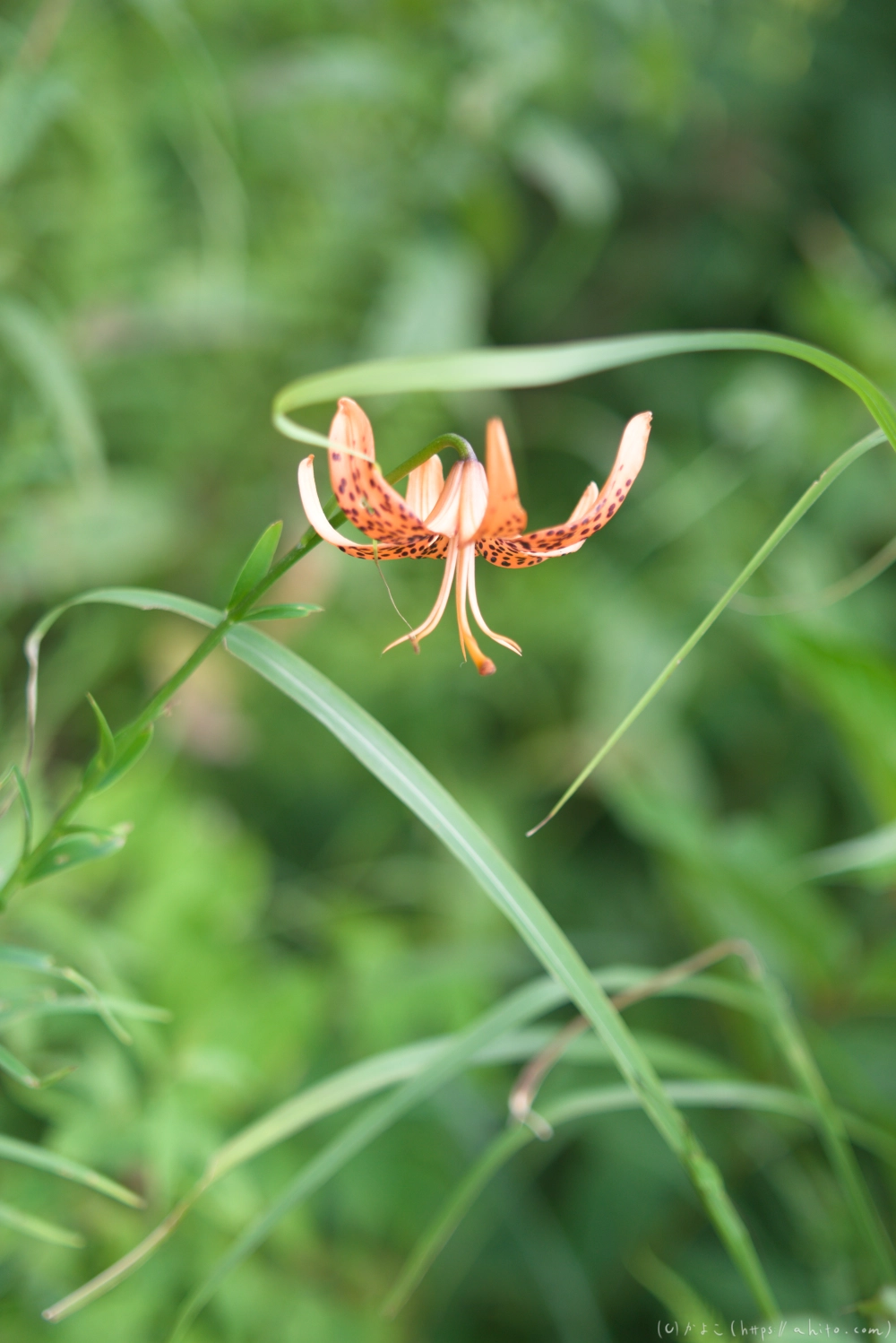入笠山の夏の花と虫・１ - 12