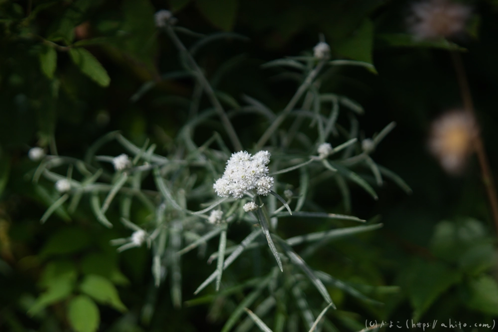 入笠山の夏の花と虫・１ - 13