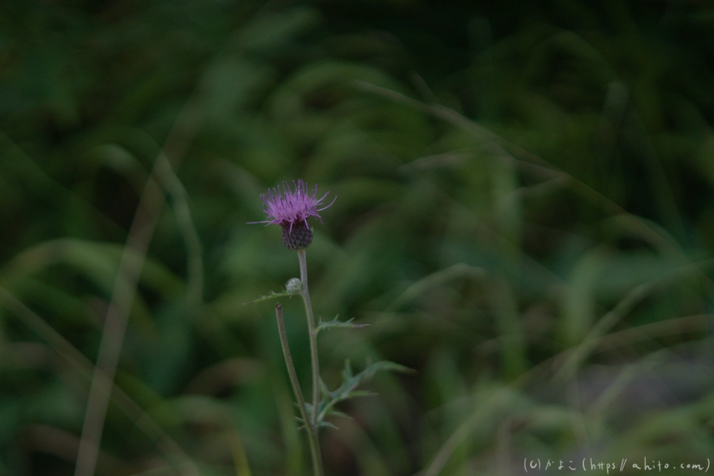 入笠山の夏の花と虫・１ - 14