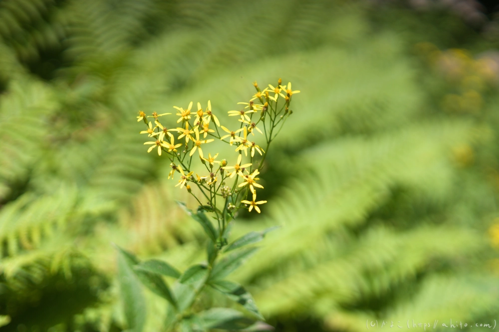 入笠山の夏の花と虫・１ - 15