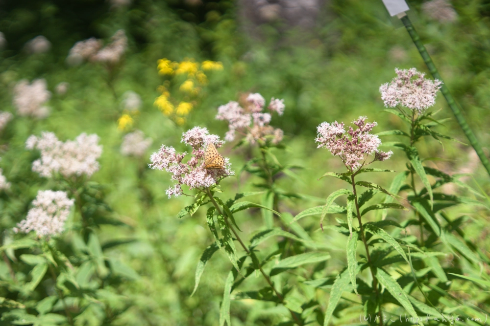 入笠山の夏の花と虫・１ - 16