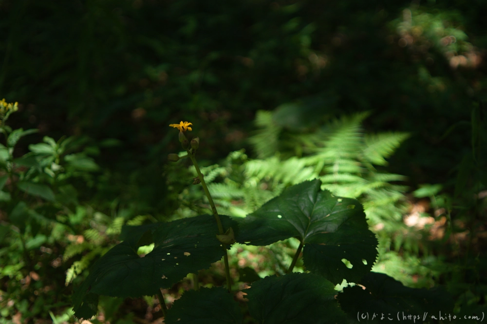 入笠山の夏の花と虫・１ - 17