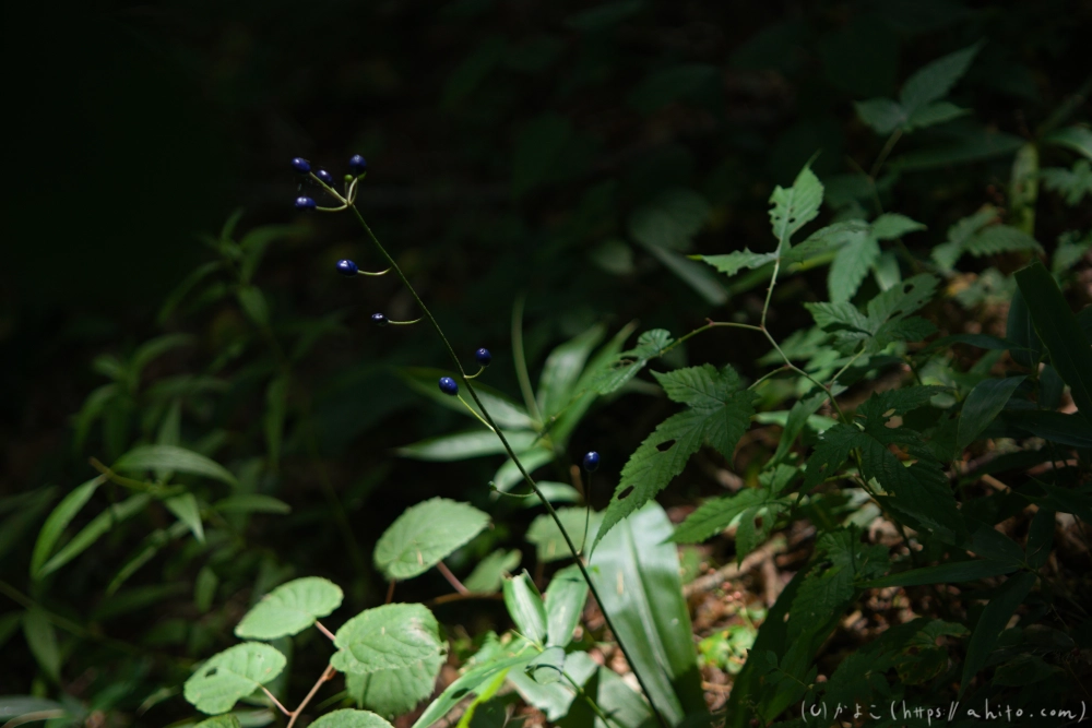 入笠山の夏の花と虫・１ - 18
