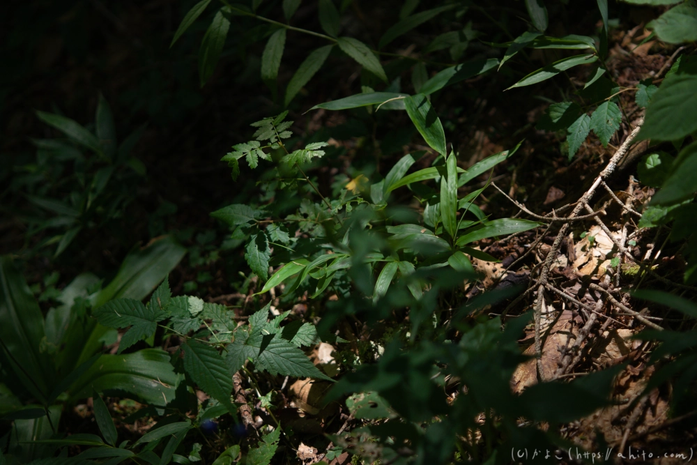 入笠山の夏の花と虫・１ - 19