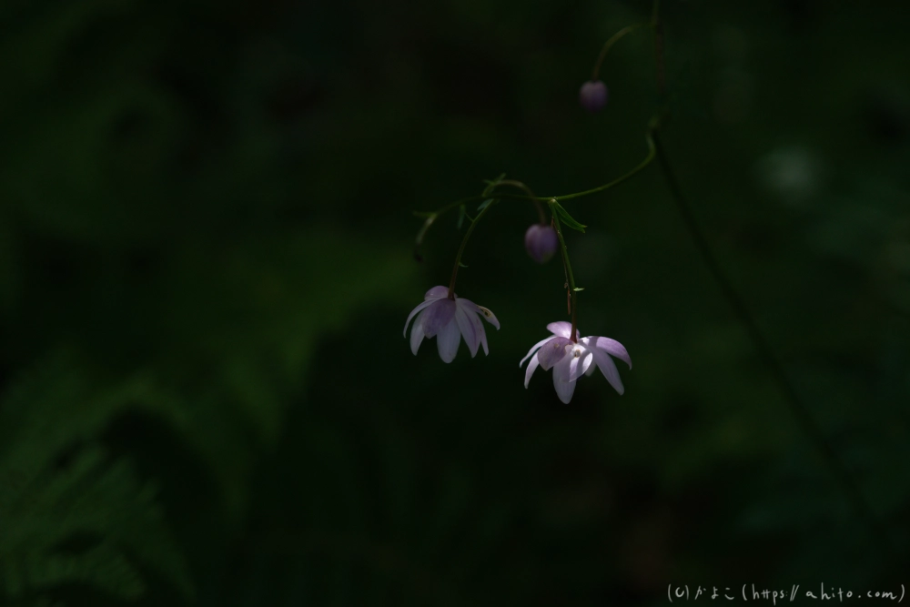 入笠山の夏の花と虫・１ - 20