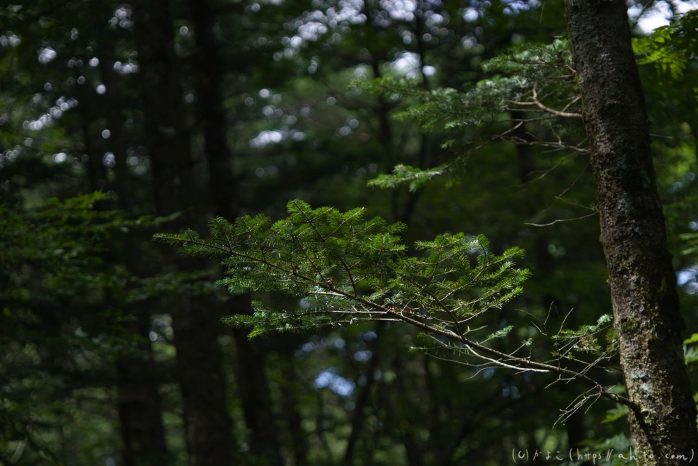 入笠山の夏の花と虫・１ - 21