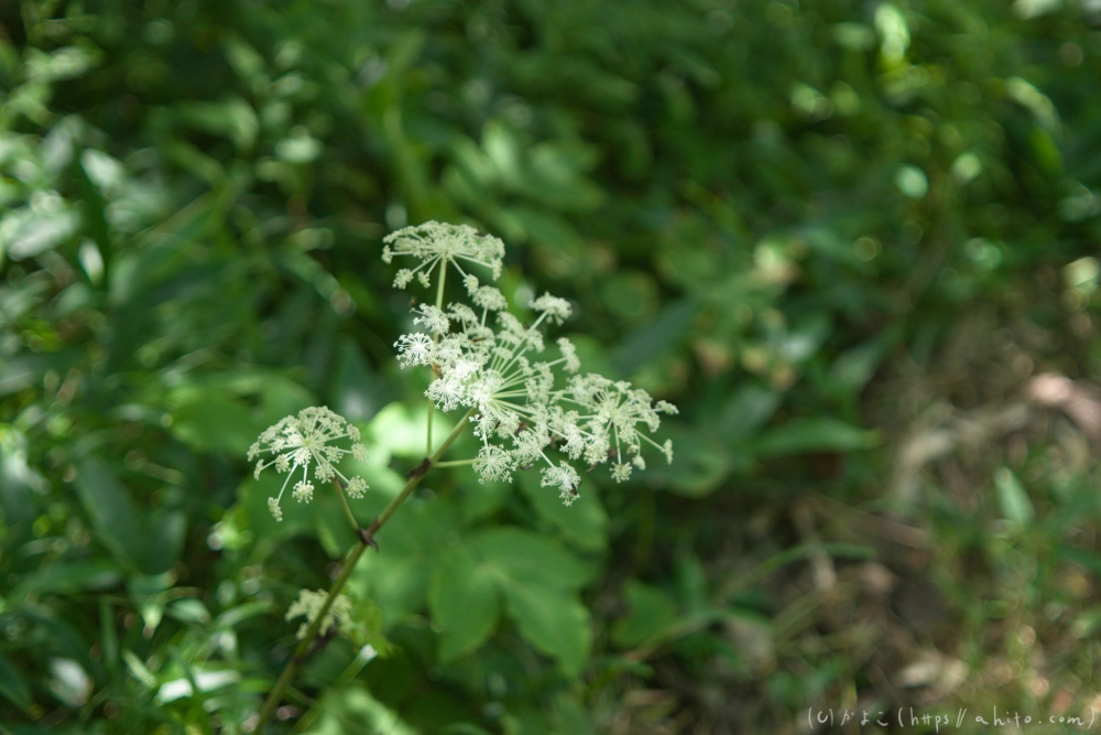 入笠山の夏の花と虫・１ - 22