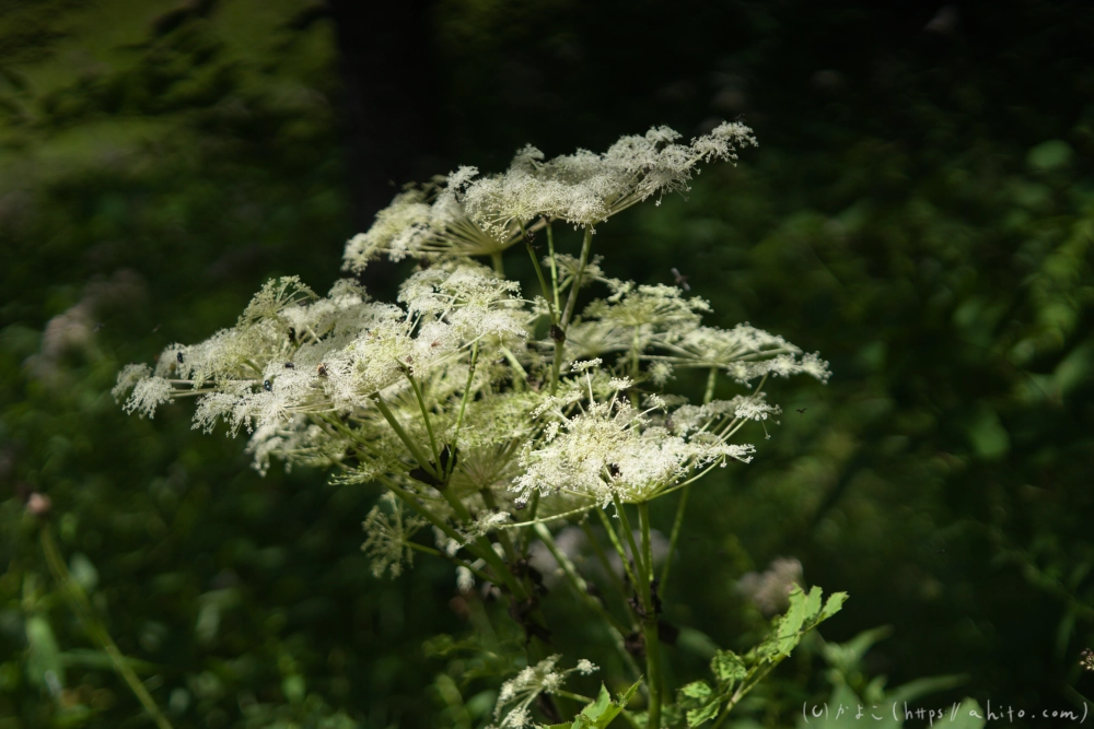 入笠山の夏の花と虫・１ - 23