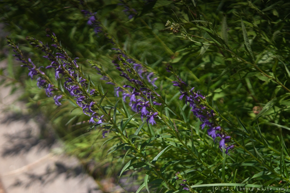 入笠山の夏の花と虫・１ - 24