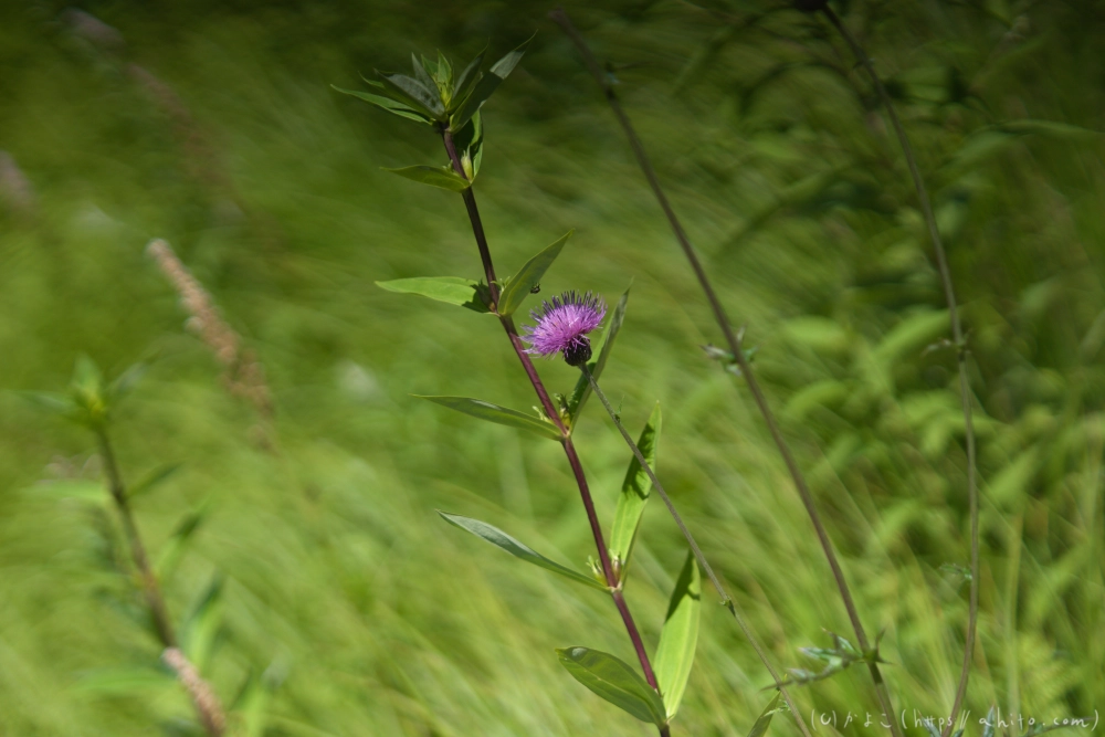 入笠山の夏の花と虫・１ - 25