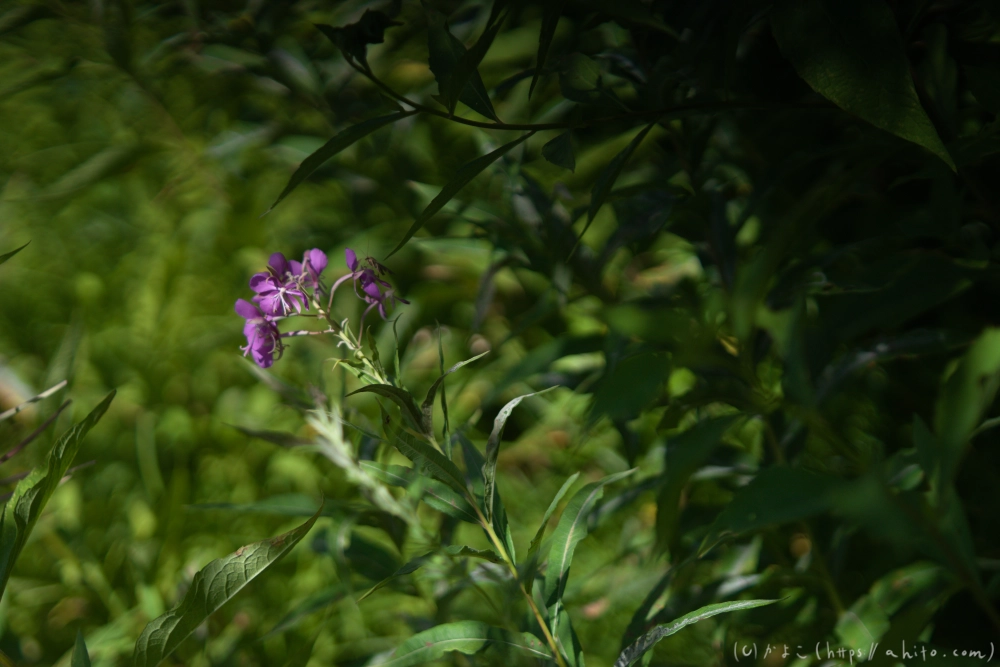 入笠山の夏の花と虫・１ - 26