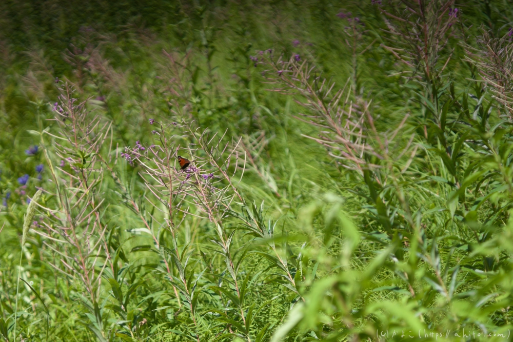 入笠山の夏の花と虫・１ - 27