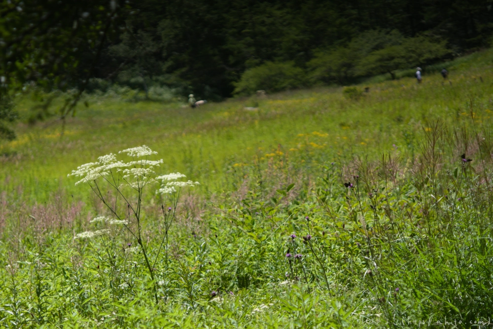 入笠山の夏の花と虫・１ - 28