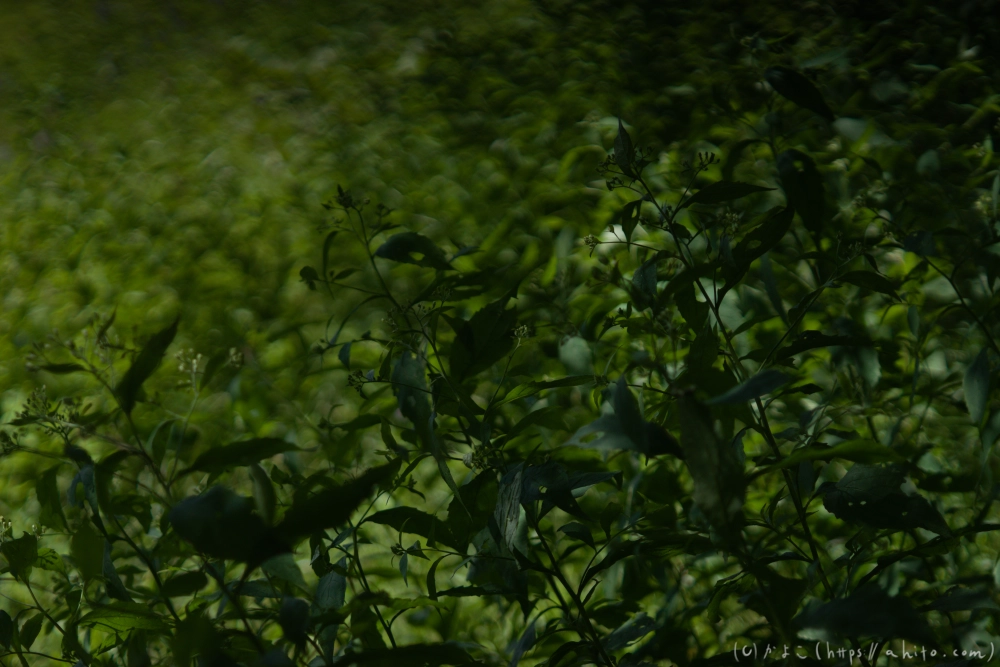 入笠山の夏の花と虫・１ - 29