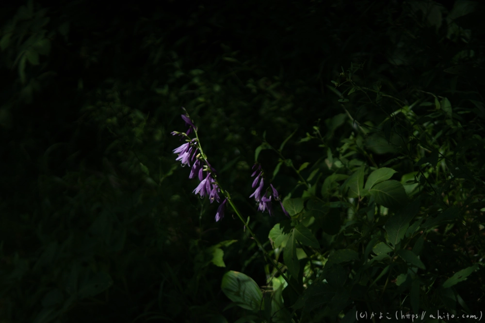入笠山の夏の花と虫・１ - 30