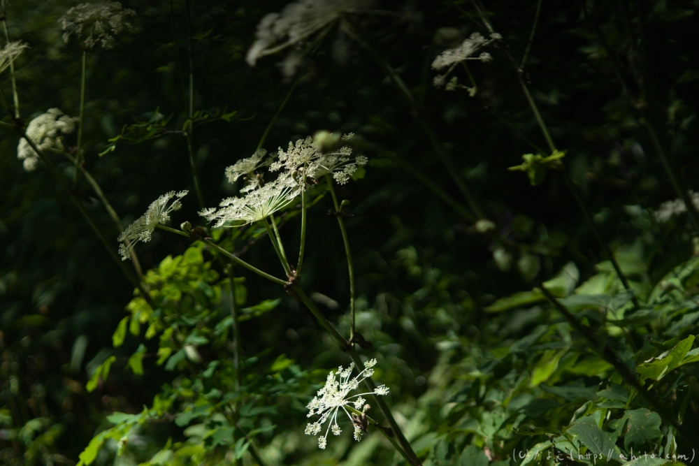 入笠山の夏の花と虫・１ - 31
