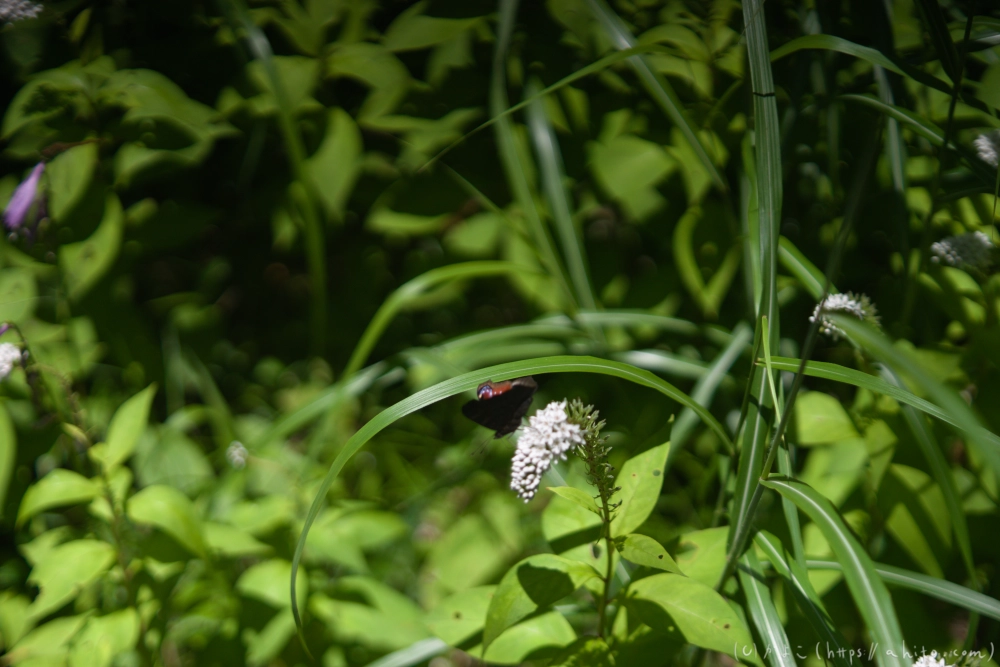 入笠山の夏の花と虫・１ - 32