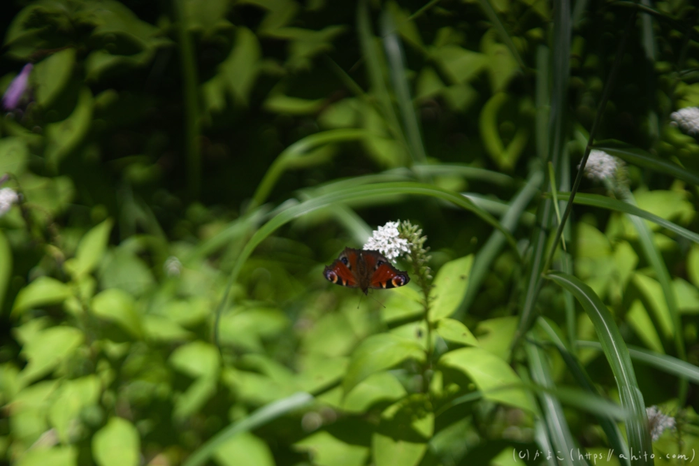 入笠山の夏の花と虫・１ - 33