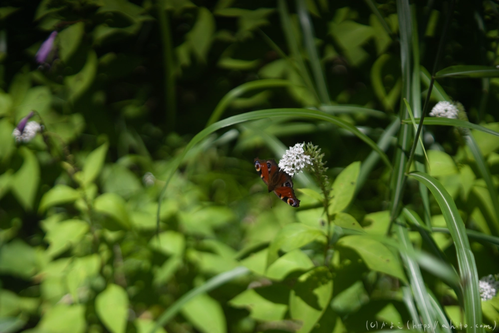 入笠山の夏の花と虫・１ - 34