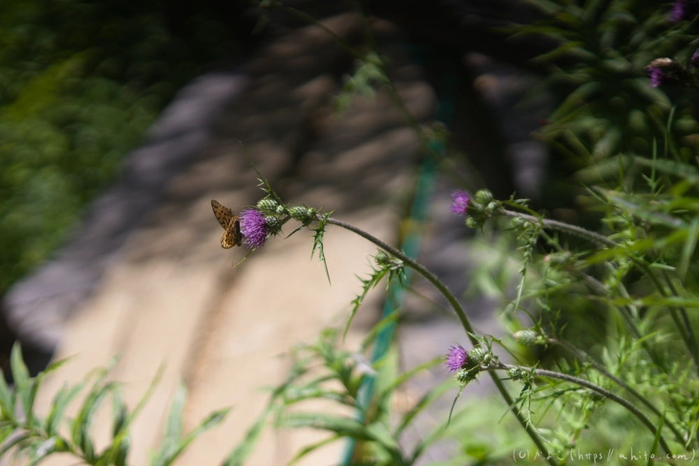 入笠山の夏の花と虫・１ - 35