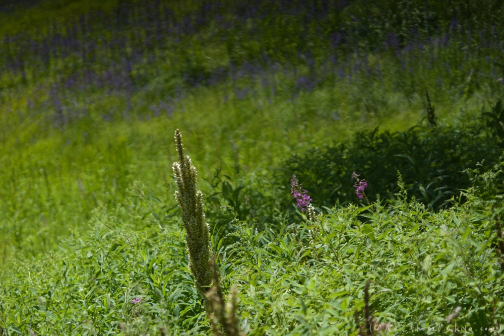 入笠山の夏の花と虫・１ - 36