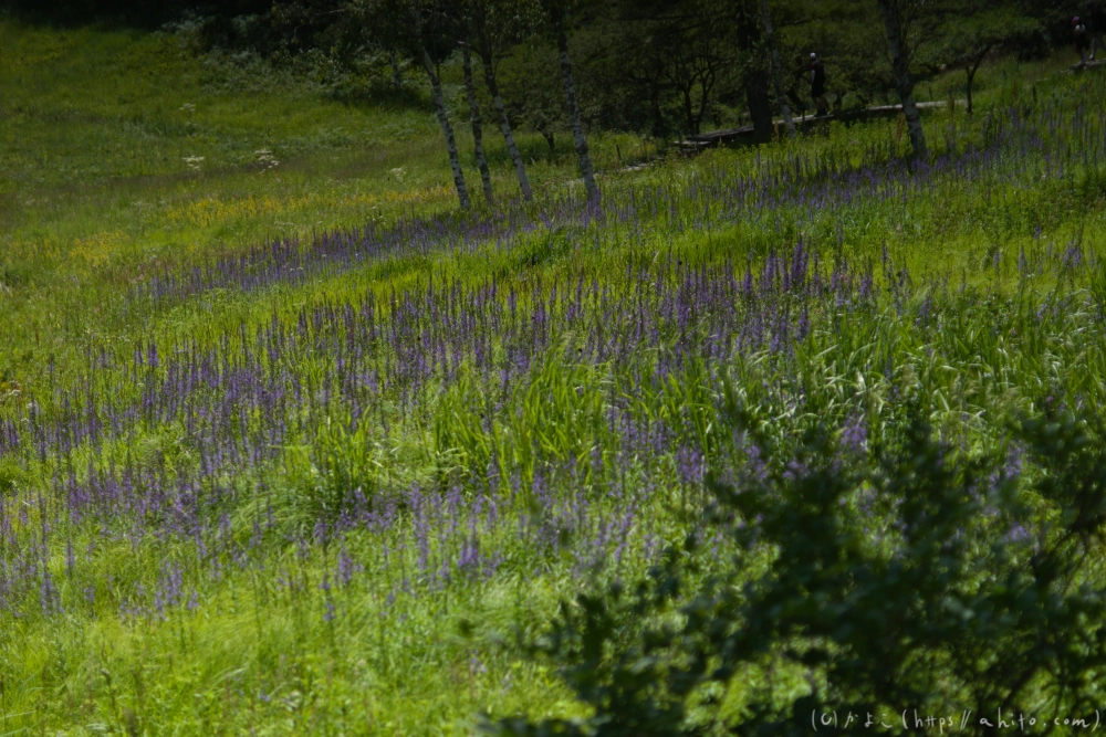 入笠山の夏の花と虫・１ - 37