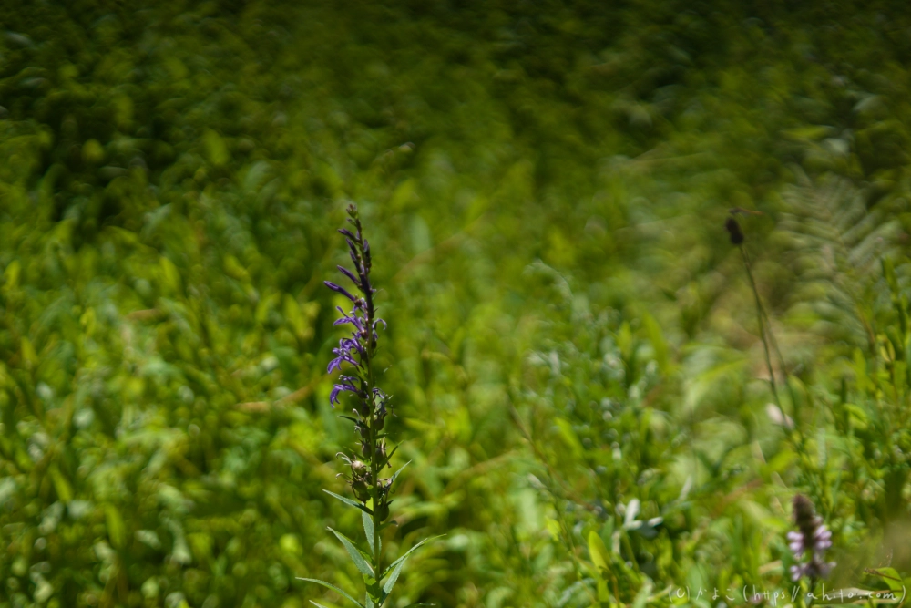 入笠山の夏の花と虫・１ - 38