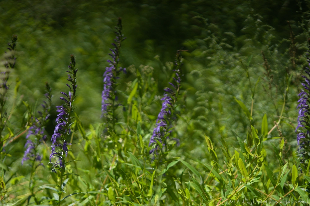 入笠山の夏の花と虫・１ - 39