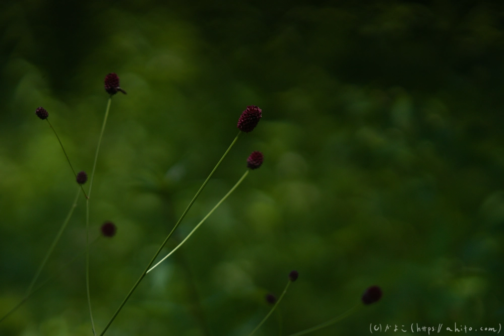 入笠山の夏の花と虫・１ - 40