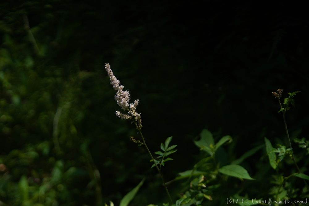 入笠山の夏の花と虫・１ - 41