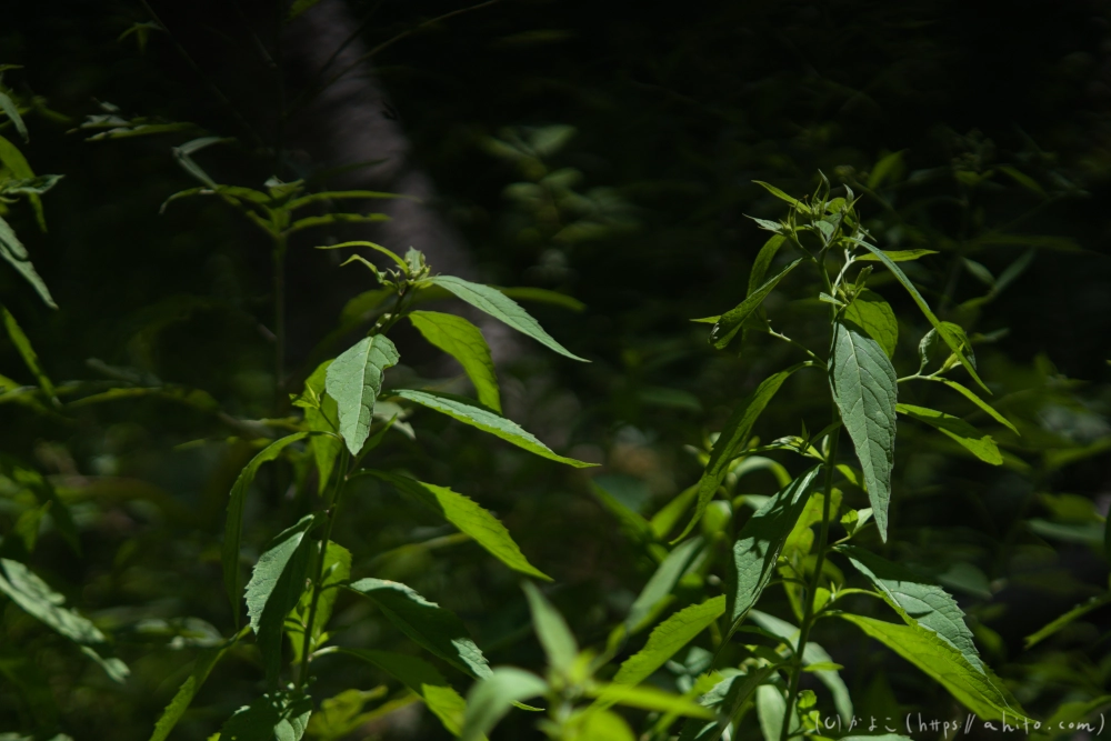 入笠山の夏の花と虫・１ - 42