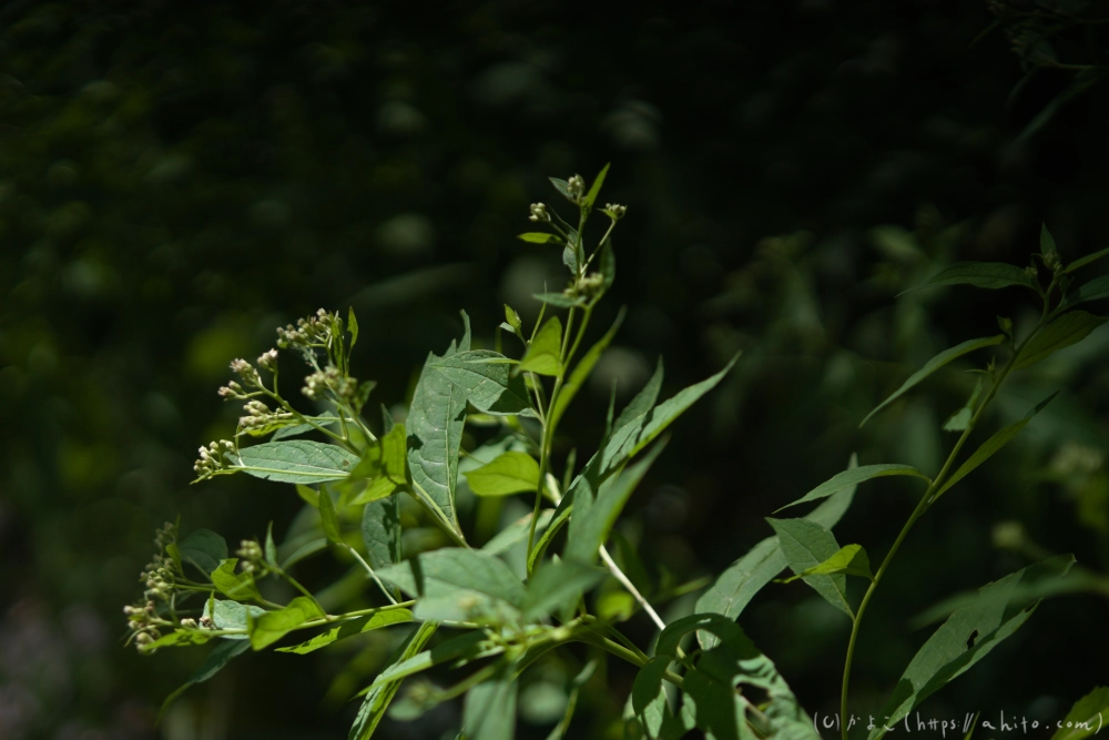 入笠山の夏の花と虫・１ - 43