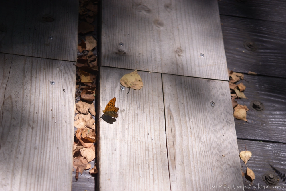 入笠山の夏の花と虫・１ - 44