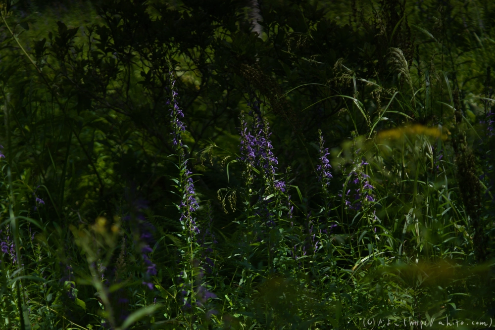 入笠山の夏の花と虫・１ - 45