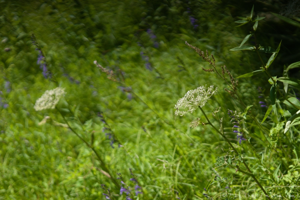 入笠山の夏の花と虫・１ - 46