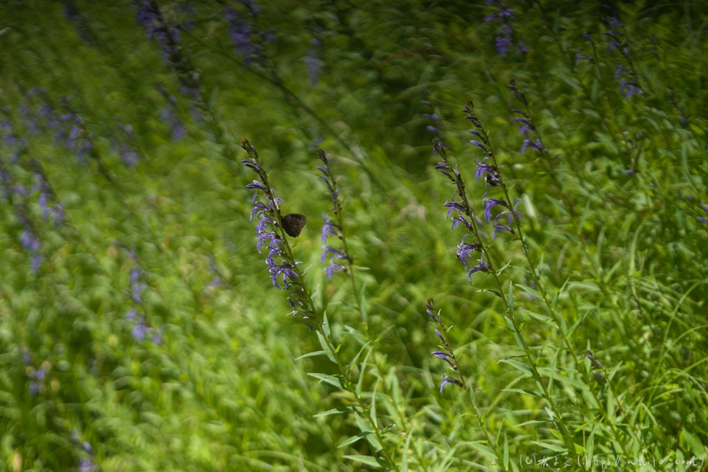 入笠山の夏の花と虫・１ - 47