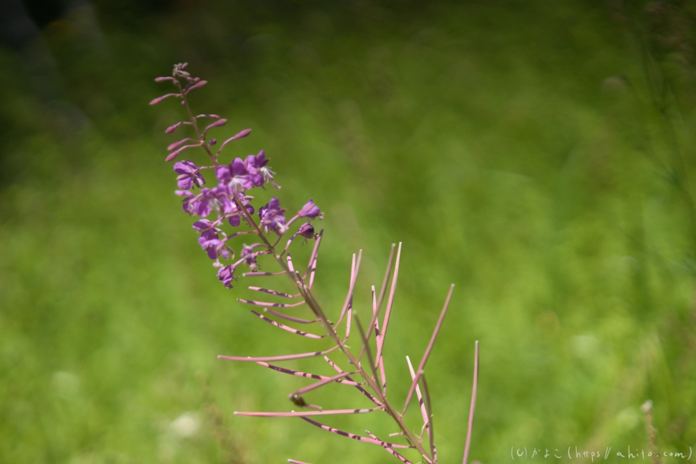 入笠山の夏の花と虫・１ - 48