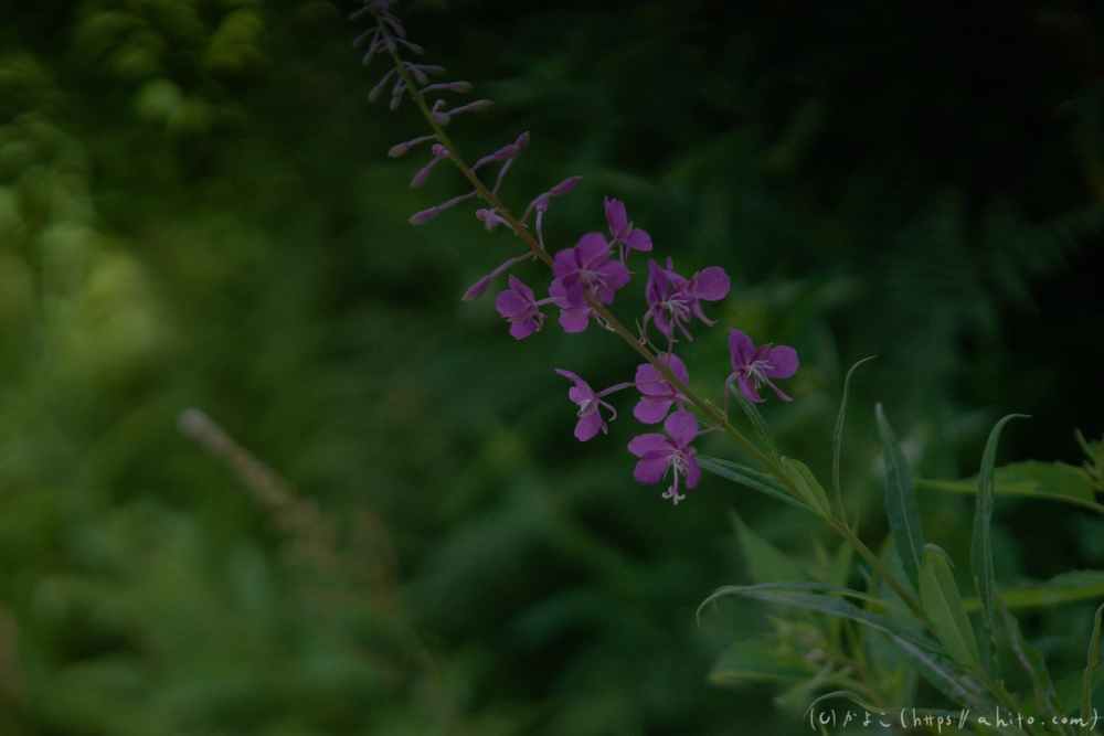 入笠山の夏の花と虫・１ - 49